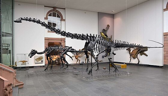 08/05/2024 | News on computed tomography - Millions of years in the past